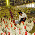 Bird Flu Poses Little Threat to People: CDC