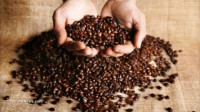 Coffee antioxidants found to be 500 times more effective than vitamin C