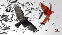 The Big Bang of Bird Evolution?