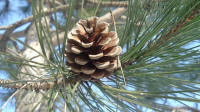 Pine needle tea: Fortify yourself with this unusual cancer-killer and all-around health tonic