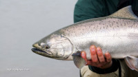 GM salmon susceptible to disease, slow growth, GMO scientists alarmed that biotech is unpredictable