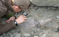 Dinosaur Thighbone Found in Marine Rock