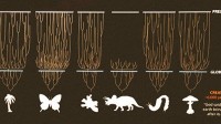 Mitochondrial DNA Clocks Imply Linear Speciation Rates Within “Kinds”