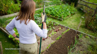 Use these water-saving gardening techniques to survive a “mega-drought”