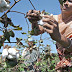 GM Cotton Does Not Increase Profits for Indian Farmers: Study