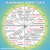 Human Body Energy Clock