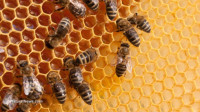 100,000 beekeepers urge Germany to ban GMOs as biotech industry destroys their livelihood and environment