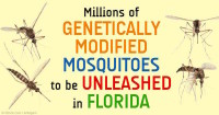 Today GMO Mosquitoes: Tomorrow GMO Dogs and GMO People