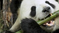 Giant Panda’s Vegetarian Plight: An Evolutionary Dilemma?