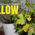 5 Reasons Your Plant’s Leaves Turn Yellow and How to Fix