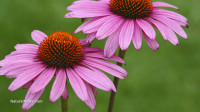 Echinacea preparation as effective as Tamiflu in early flu cases in large clinical trial