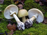 How to Know Which Mushrooms Are Safe to Eat and Which Are Toxic