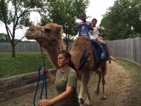 Camel Rides at the Creation Museum