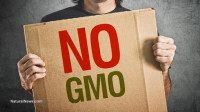 New GMO wheat immediately fails experiments despite millions of dollars invested in biotech