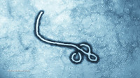 U.S. government begins human trials of genetically modified Ebola vaccine