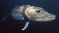 Antarctic Icefish—Cozy Below Freezing