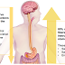 Self-Hack: Stimulate Your Vagus Nerve and Chill Out