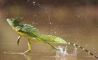 Jesus Lizard Runs on Water, Tramples Evolution