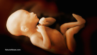 Babies receive NO anesthesia during abortions because chop shop doctors don’t consider them to be ‘alive’ to begin with