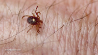 Defeat Lyme disease without antibiotics