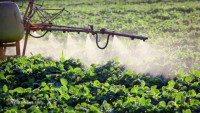 Farmers are drenching crops with glyphosate for faster harvesting