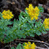 First Ground Breaking Study Shows How Rhodiola Rosea Protects People From Viral Infections