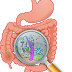 What’s the Thyroid and Gut Connection?