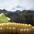 EPA May Set Limits on the Amount of GMO Corn Grown in US