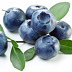 Blueberry extract could help fight gum disease and reduce antibiotic use