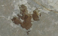 Dinosaur Footprints in Dallas