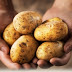 South Africa Ministry Appeals Board Rejects GM Potatoes