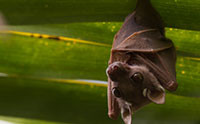 Pitcher Plants Designed to Attract Bats