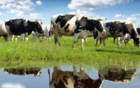 New Congressional Bills Aim to Protect Consumer Access to Raw Milk