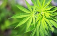 Cannabis for the Treatment of Epilepsy, and More