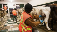 Whole Foods ends practice of selling cheese made with prison labor… but only after getting caught and exposed