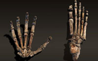 Homo naledi: Geology of a Claimed Missing Link