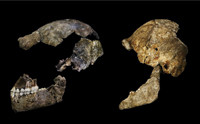 Homo naledi: Dating the Strange Ape