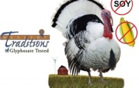 Tropical Traditions Offers First Pastured Turkeys Raised on GMO-tested and Glyphosate-tested Feed