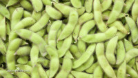 SCIENCE WARNING: Genetically modified soybeans cause stunted growth of animal offspring