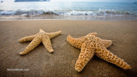 Zombies of the ocean: Starfish now devouring themselves as life on planet Earth reaches crisis point