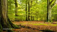 Extraordinary video appears to show the Earth literally breathing under forest canopy