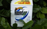 First Review of Secret Monsanto Studies Shows Glyphosate Cancer Cover Up