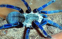 Blue Tarantulas Supposedly Evolved Eight Times