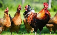 GMO Chicken that Produces Drugs in Eggs Approved