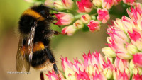 Collapse of wild bee populations to devastate supply of almonds, blueberries and apples