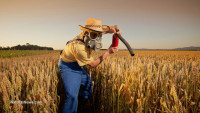 Monsanto’s new GM wheat will increase spraying of three toxic herbicides