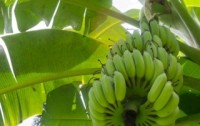 Bananas as We Know Them May Be Disappearing – The Push for GMO Bananas