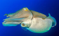 Smart and Stealthy Cuttlefish