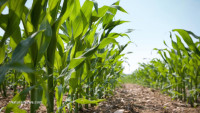 Millions of bees turning up dead around GMO corn fields soaked with neonicotinoid pesticides