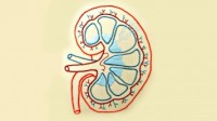 Protein Source: An Acid Test for Kidney Function